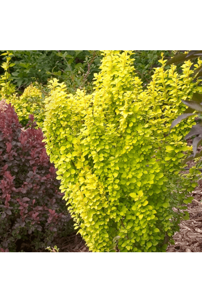 Барбарис Саммер Сансет в ландшафтному дизайні. 